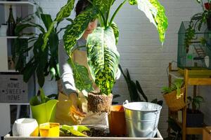 Repotting and caring home plant dieffenbachia Cheetah into new pot in home interior. Woman breeds and grows plants as a hobby, holds Varietal diffenbachia with large spotted leaves, large size photo