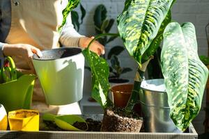 Repotting and caring home plant dieffenbachia Cheetah into new pot in home interior. Woman breeds and grows plants as a hobby, holds Varietal diffenbachia with large spotted leaves, large size photo