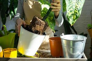 trasplante y cuidando hogar planta dieffenbachia leopardo dentro nuevo maceta en hogar interior. mujer razas y crece plantas como un pasatiempo, sostiene varietal diffenbachia con grande manchado hojas, grande Talla foto