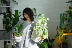 Woman holds home plant rare variegate monstera Alba into pot in home interior. photo