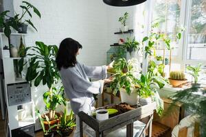 Woman holds home plant rare variegate monstera Alba into pot in home interior. photo