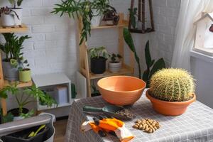 trasplante descuidado hogar planta grande espinoso cactus equinocactus gruzoni dentro nuevo más grande maceta. cuidando para en conserva planta, protector guantes, drenaje, maceta, suelo, un pala en el mesa foto