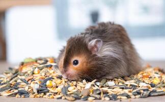 Funny fluffy Syrian hamster sits on a handful of seeds and eats and stuffs his cheeks with stocks. Food for a pet rodent, vitamins. Close-up photo