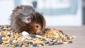 gracioso mullido sirio hámster se sienta en un puñado de semillas y come y telas su las mejillas con cepo. comida para un mascota roedor, vitaminas de cerca foto