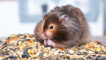 Funny fluffy Syrian hamster sits on a handful of seeds and eats and stuffs his cheeks with stocks. Food for a pet rodent, vitamins. Close-up photo
