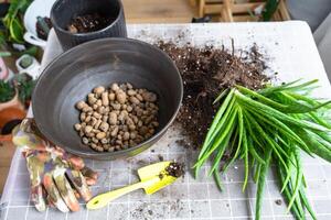 Expanded clay granules for drainage of root system water at the bottom of the pot for Potting, transplanting of Aloe Vera plant. Succulent on the table, pot, soil, scoop photo