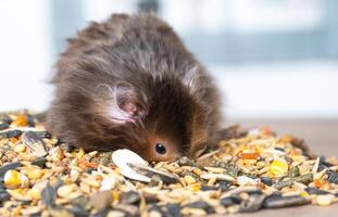 gracioso mullido sirio hámster se sienta en un puñado de semillas y come y telas su las mejillas con cepo. comida para un mascota roedor, vitaminas de cerca foto