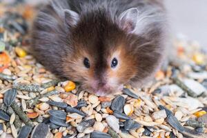 Funny fluffy Syrian hamster sits on a handful of seeds and eats and stuffs his cheeks with stocks. Food for a pet rodent, vitamins. Close-up photo