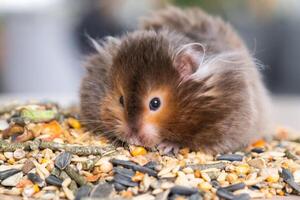 Funny fluffy Syrian hamster sits on a handful of seeds and eats and stuffs his cheeks with stocks. Food for a pet rodent, vitamins. Close-up photo