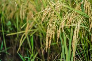 cerca arriba ver de arroz en un arroz campo antes de cosecha. foto