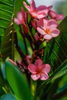 Pink frangipani flowers in bloom at a very close up view. photo
