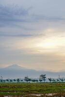 Panoramic view of rice fields after harvest with the sunrise in the background next to the mountain. isolated with empty space. photo