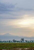 panorámico ver de arroz campos después cosecha con el amanecer en el antecedentes siguiente a el montaña. aislado con vacío espacio. foto