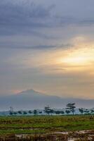Panoramic view of rice fields after harvest with the sunrise in the background next to the mountain. isolated with empty space. photo