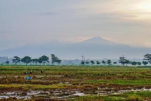 Panoramic view of rice fields after harvest with the sunrise in the background next to the mountain. isolated with empty space. photo