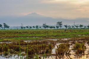 Panoramic view of rice fields after harvest with the sunrise in the background next to the mountain. isolated with empty space. photo