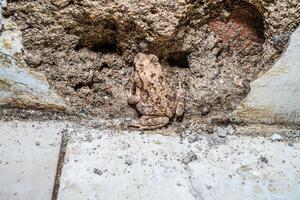 a frog camouflaged between the walls of a damaged building with empty space for photocopying. photo