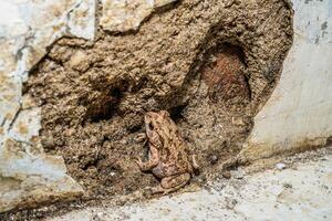 a frog camouflaged between the walls of a damaged building with empty space for photocopying. photo