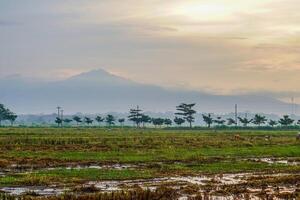 Panoramic view of rice fields after harvest with the sunrise in the background next to the mountain. isolated with empty space. photo