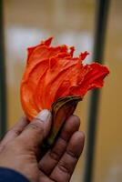 de cerca ver de un mano participación un rosado lluvia flor con un borroso antecedentes. foto