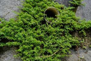 Close view of the grass growing between the gaps in the stone walls of the building. photo