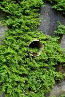 Close view of the grass growing between the gaps in the stone walls of the building. photo