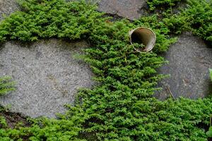 Close view of the grass growing between the gaps in the stone walls of the building. photo