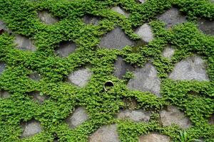 Close view of the grass growing between the gaps in the stone walls of the building. photo