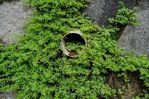 Close view of the grass growing between the gaps in the stone walls of the building. photo