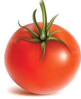 image of Tomato fruit, realistic ripe red tomato, vegetable organic farm food. vector
