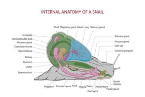 Internal anatomy of a snail. vector