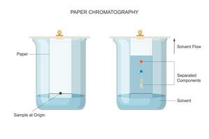 pionero papel cromatografía. separando soluciones con precisión. vector