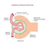 Bowman's Capsule. Kidney's Filtering Chamber. vector