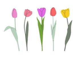 tulipán flor conjunto aislado en blanco. flor colección con rosa, amarillo, rojo y Violeta florece sencillo plano diseño. vector