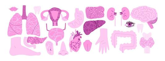 Set of human organs from kidney, liver, pancreas, thyroid gland, brain, lungs, head organs, digestive organs and others. illustration in flat style. vector