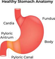 Healthy Stomach Anatomy Science Design vector
