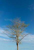 Tree branch with blue sky background photo