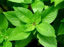 Sweet Basil background. photo