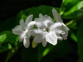 Close up of jasmine flower. photo