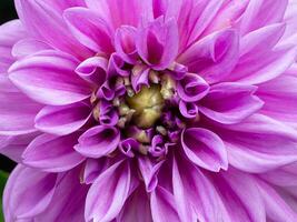Close up of dahlia flower. photo