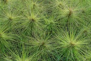 spinifex litoral césped foto