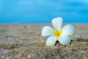 yellow and white frangipani flower photo