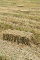 Dry rice straw to feed. photo