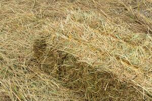 Dry rice straw to feed. photo
