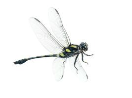 macro image of dragonfly photo