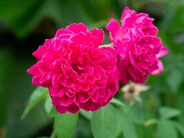 rosado Rosa flor para Rosa té foto