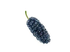 mulberry fruit with leaf photo