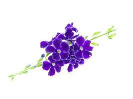 Duranta erecta flower on white background. photo