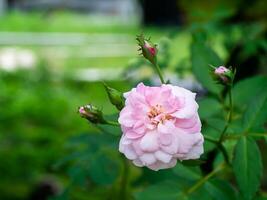 rosado de damasco Rosa flor. foto