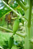 cerca arriba joven papaya en árbol. foto